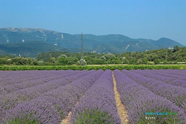 Villa Les Pins Mirabel-aux-Baronnies Esterno foto
